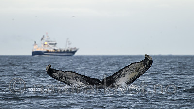 BB 15 0614 / Megaptera novaeangliae / Knølhval